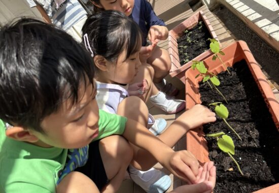 【２年生】小さな種から大きな学びを～オクラとミニトマト～