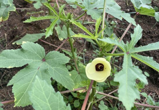 常夏の循環栽培　シリアル