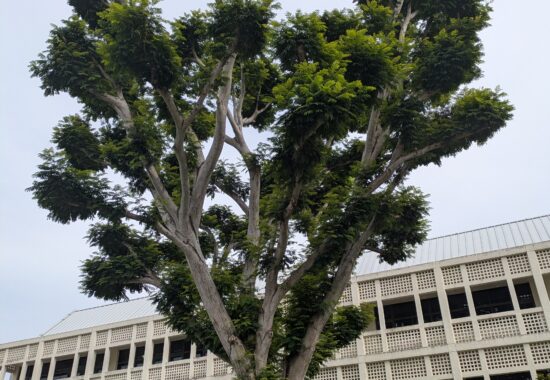 鳥たちも集まるチャンギ校